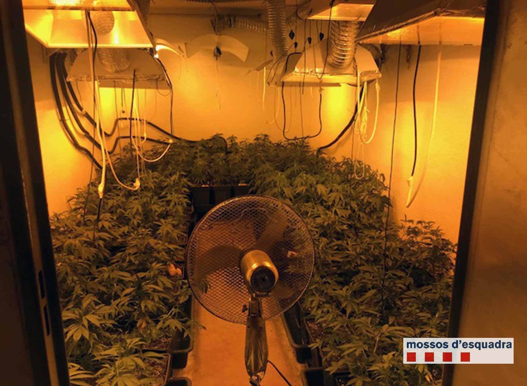 Els Mossos desmantellen una plantació de marihuana en una casa de Cabrils