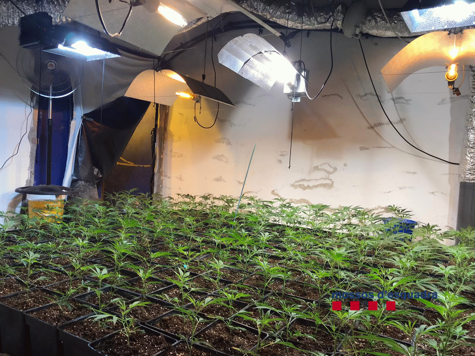 Plantació de marihuana a Palafolls