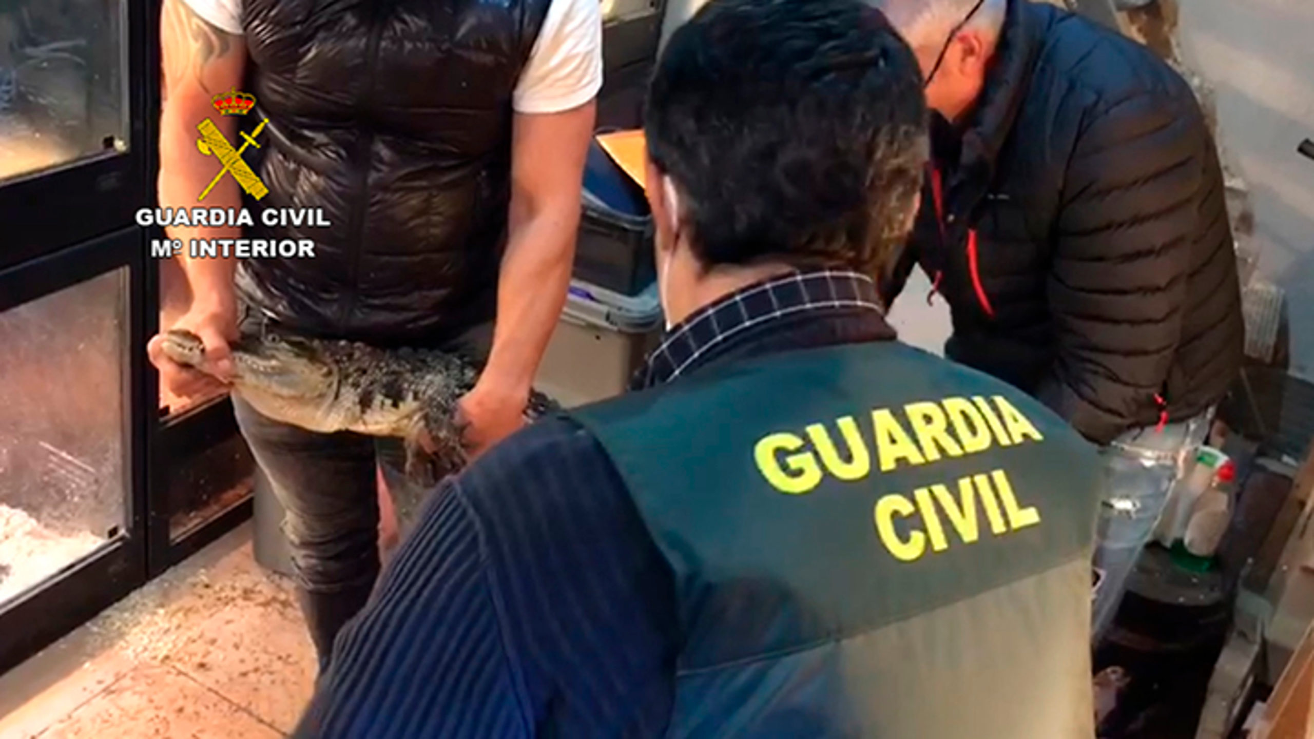 Tres detinguts a Sant Vicenç per tràfic de rèptils i espècies protegides