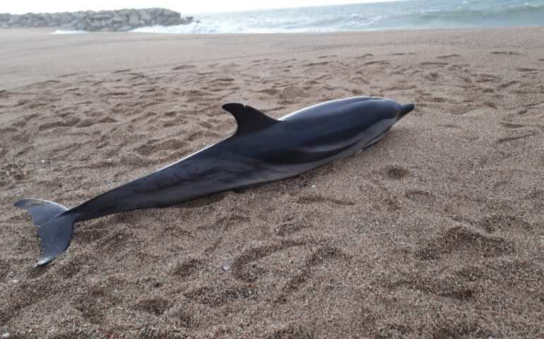 Exemplar de dofí ratllat trobat mort aquest divendres a Sant Pol de Mar. Foto: Aj. Sant Pol