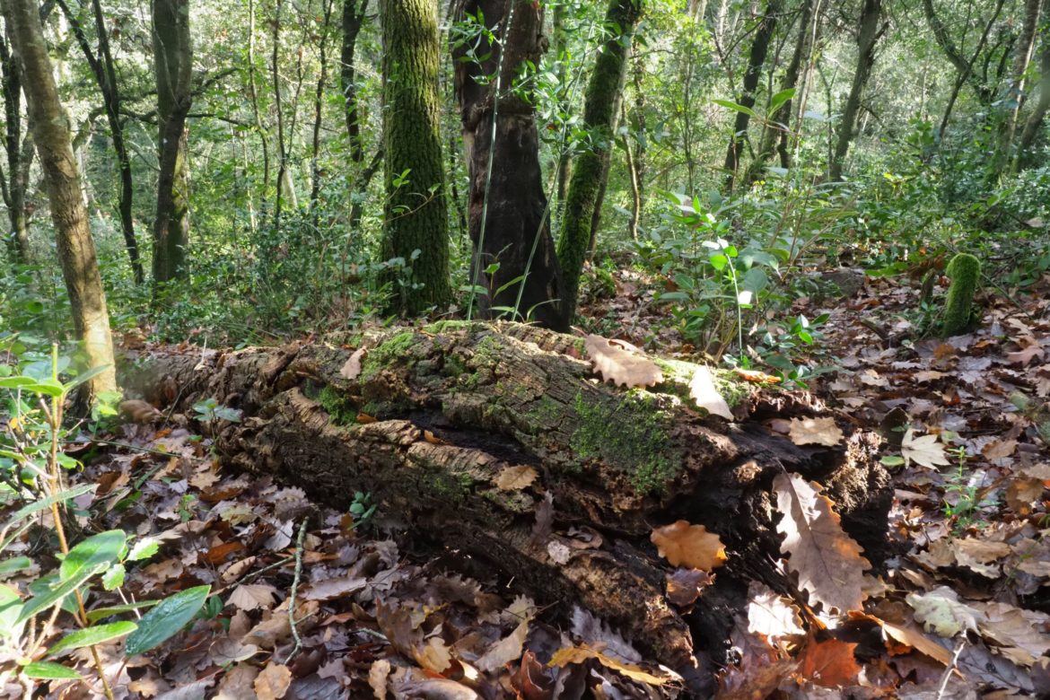 Les intervencions s’han fet a boscos del Montseny i la plana de la comarca. Foto: Life Biorgest