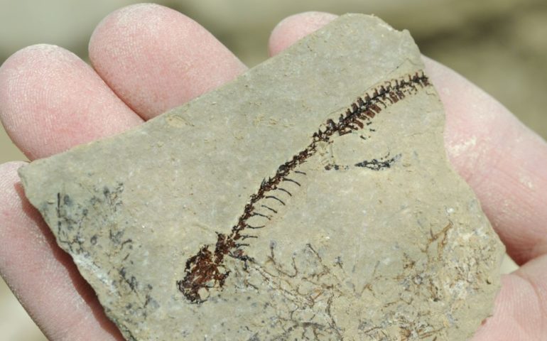 Pla detall del fòssil d'un tritó palmat recuperat en la campanya d'excavació d'aquest any. Foto: cedida a l'ACN