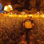Desarticulen al Maresme una xarxa de cultiu i distribució de marihuana