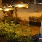 Dos detinguts per una plantació de marihuana a Riudarenes