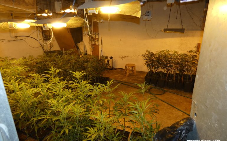 Plantació de marihuana a Riudarenes